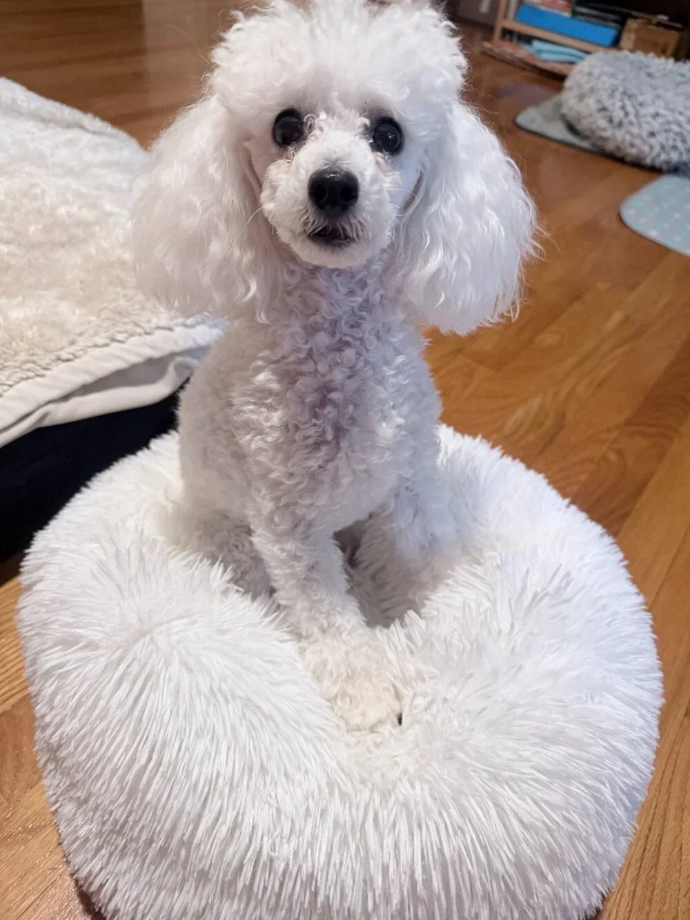 XS Calming Pet Bed 40cm White